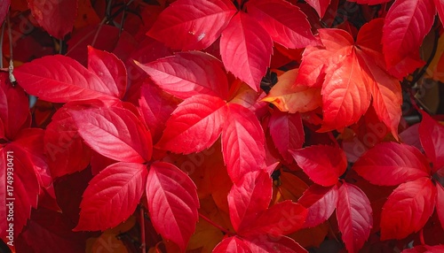 Vibrant Autumn Leaves Close Up.