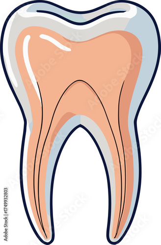 A detailed vector illustration of a human tooth cross-section showing enamel, dentin, pulp, and root canal structure, ideal for dental education, infographics, or anatomy visuals.