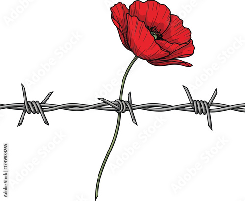 Red poppy blooms through barbed wire symbolizing hope and peace vector
