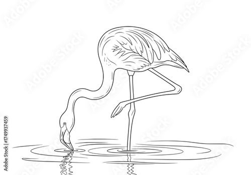 Elegant flamingo standing gracefully in water, a beautiful wildlife illustration perfect for nature lovers and creative projects, originally a vector graphic