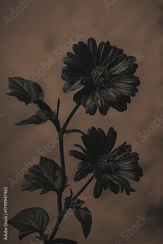 Elegant black daisies with detailed petals and leaves stand out against a warm, muted brown backdrop — evoking moody sophistication and artistic contrast for vintage or gothic designs.