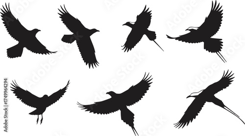 Silhouette of flying birds in different wing positions on white background, vector illustration of wild birds motion and nature freedom concept design