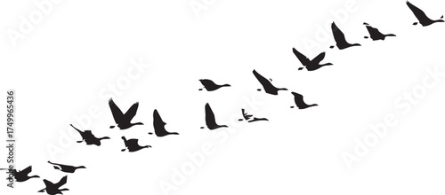 V-Formation Bird Silhouettes in Coordinated Flight

