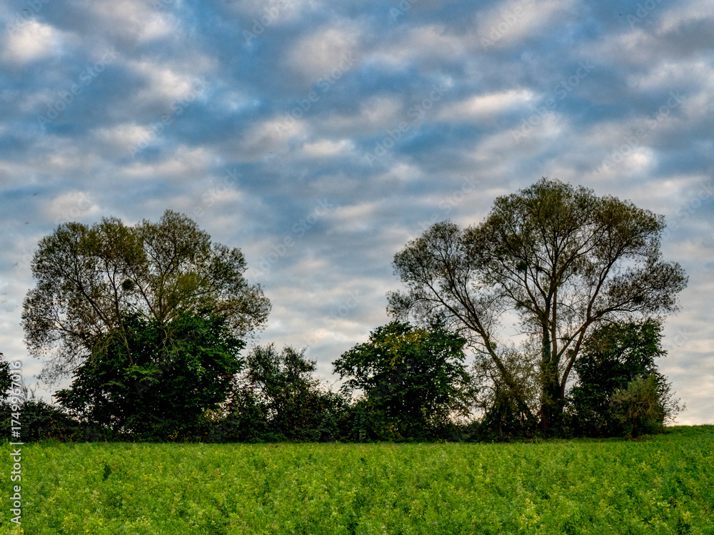 Obraz premium Misteln auf einem Baum
