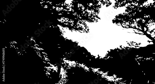 Silhouette of Tree Branches Reaching Towards Bright Sky, Black and White.
