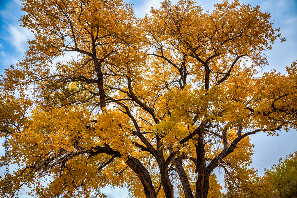 Fototapeta premium Autumn Leaves, Capitol Reef National Park, Utah