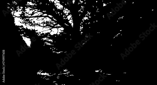 Silhouetted Tree Canopy with Branches and Leaves Against Bright Sky.