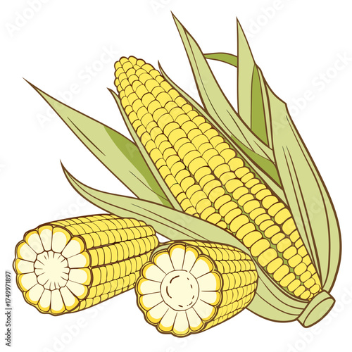 Fresh corn on the cob with green leaves
