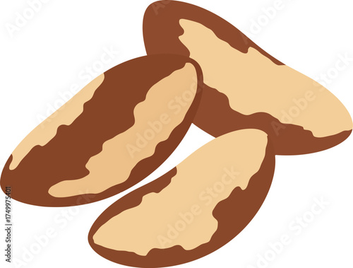 Brazil nuts isolated healthy food ingredient vector