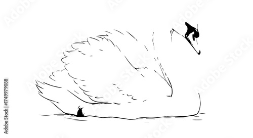 Elegant Black and White Swan Resting with Detailed Feather Texture and Graceful Pose.