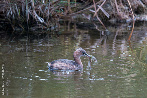 Duck in the water catching a dragonfly