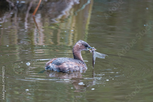 Duck in the water catching a dragonfly