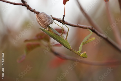 una mantide religiosa che depone uova