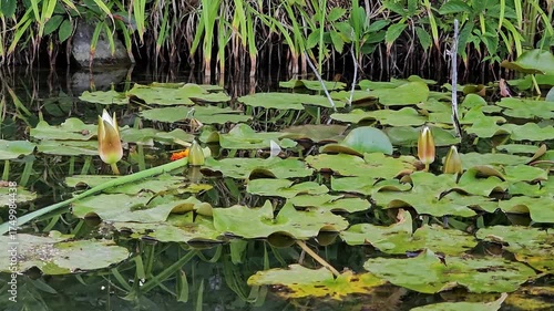 Water lilles about to bloom in a small pond surrounded with widely spread water lily leaves