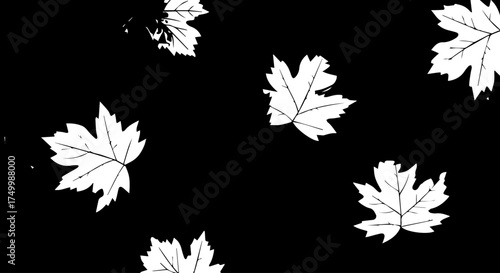 White Maple Leaves Silhouetted Against a Dark Black Background, Autumnal Design.