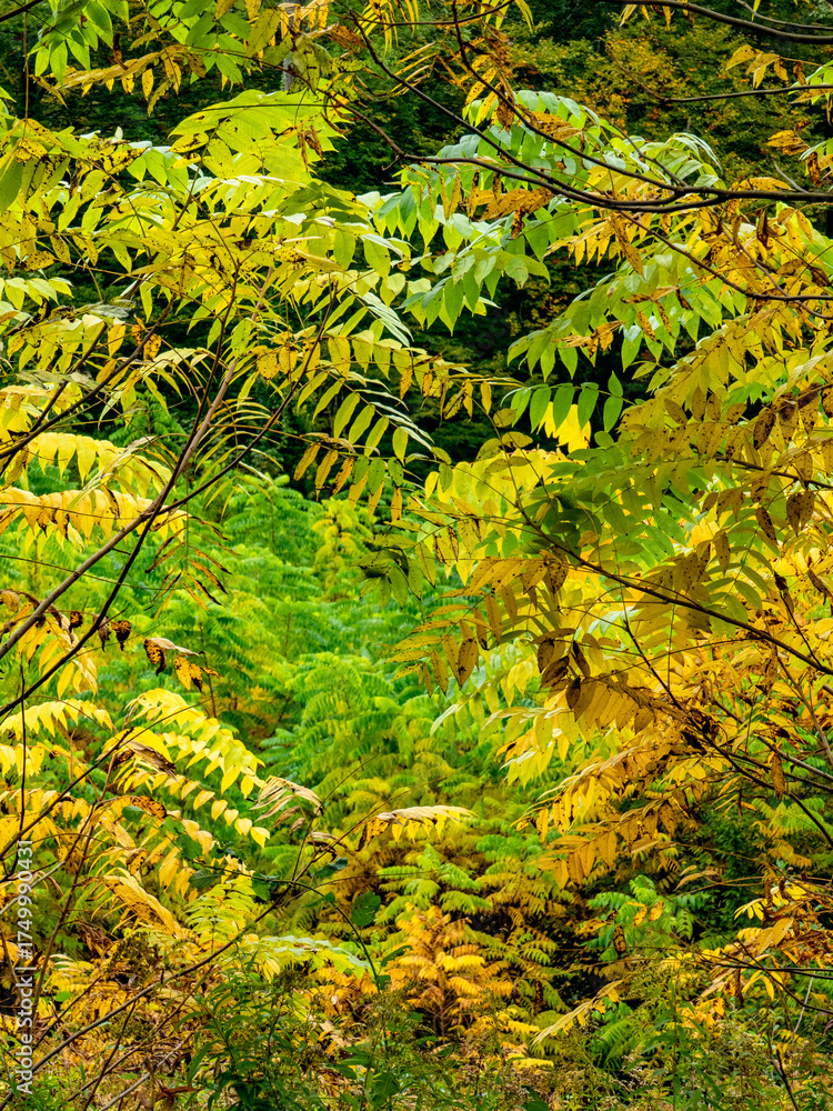 Fototapeta premium Wiederaufforstung im herbstlichen Mischwald
