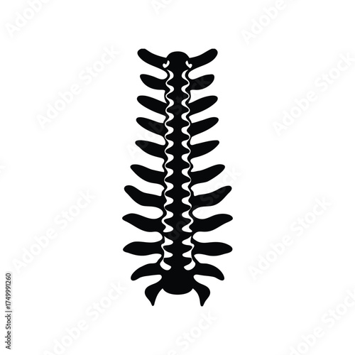A spine anatomy silhouette vector art illustration