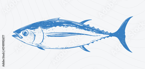 A sketch of an albacore, white tuna, or longfin tuna. Suitable for seafood, fishing industry and tuna-based products.