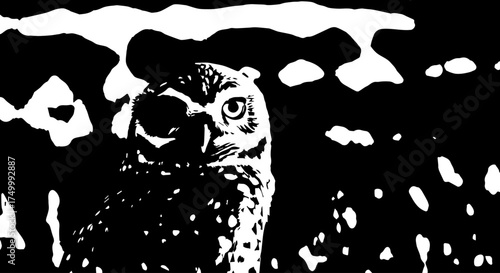 Black and White Owl Portrait with Detailed Feather Texture and Intense Gaze.