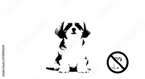 Black and White Shih Tzu Dog Sitting with Alert Expression and Detailed Fur.