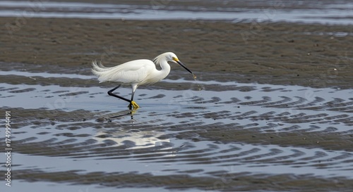 White Egret Walking Along Mudflats Searching for Food