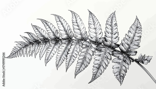 Fern leaf detail with transparent background