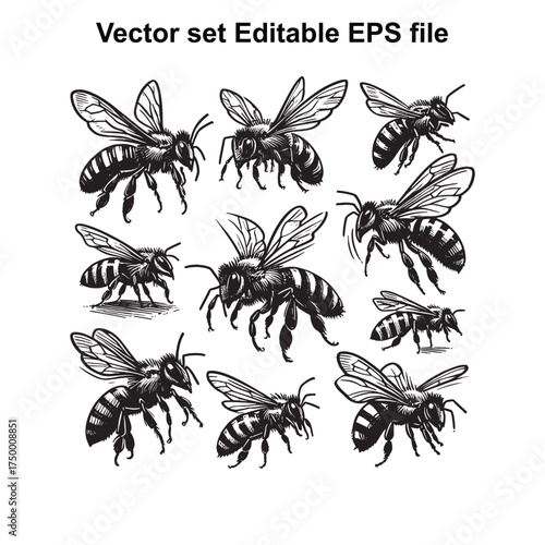 Vector art of vector set of bees, , editable eps file, showing multiple honeybees in various poses and sizes, suitable for nature and insect themes