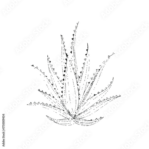 Aloe Vera Applique Style Line Art Design