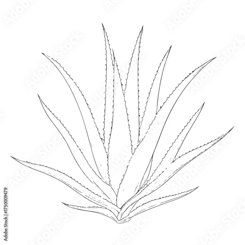 Elegant Aloe Vera Applique Line Art