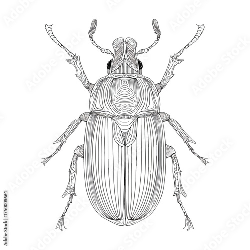 Top View Beetle Applique Line Art for Embroidery