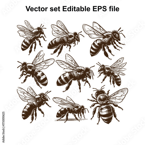 Vector art of compilation of nine detailed black and white vector illustrations showcasing bees in various natural poses, , editable eps file format for versatile use