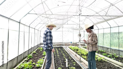 Gardener inspects and records quality of green lettuce in greenhouse cultivation. Horticulture farmer harvest healthy nutrition organic salad vegetables on hydroponic farm	