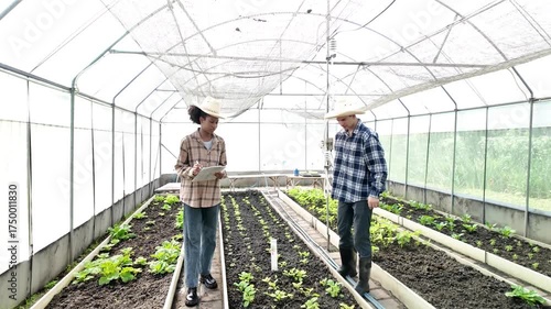 Gardener inspects and records quality of green lettuce in greenhouse cultivation. Horticulture farmer harvest healthy nutrition organic salad vegetables on hydroponic farm	