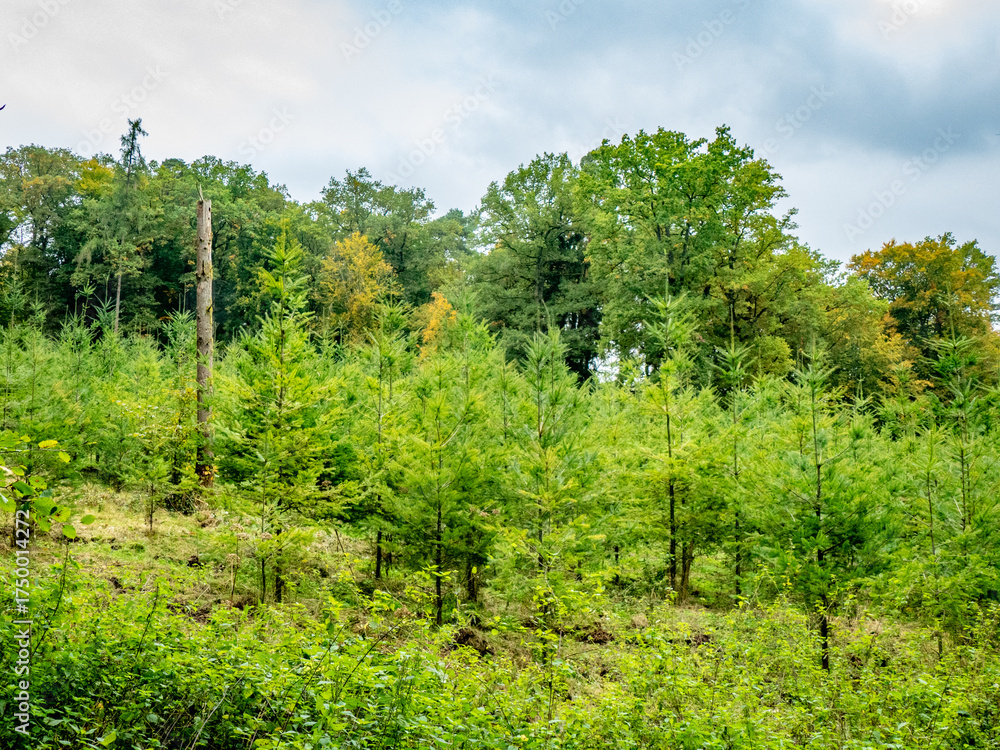 Fototapeta premium Wiederaufforstung im herbstlichen Mischwald