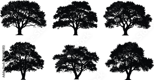  Collection of oak tree silhouettes, detailed deciduous tree vector illustration, natural landscape elements, forest foliage design, black and white nature artwork