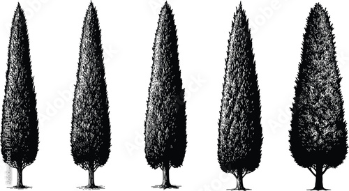  Collection of tall cypress tree silhouettes, elegant conifer tree vector illustration, detailed evergreen landscape elements, black and white nature art design