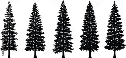  Pine tree silhouette collection, evergreen conifer vector set, forest nature elements, winter woodland illustration, black tree shapes for outdoor landscape and mountain design projects