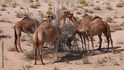 Group of Middle Eastern camels in the desert in Abu Dhabi, UAE