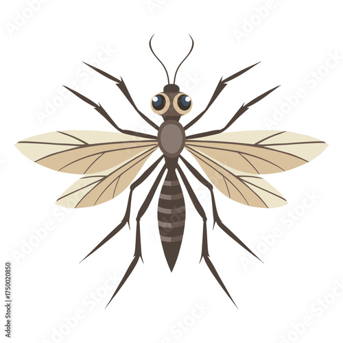 Detailed mosquito on a white background. Insect illustration.