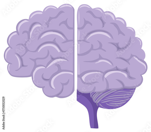 Illustration of a stylized human brain split into two symmetrical hemispheres and cerebellum