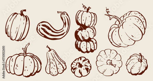 Rustic hand drawn pumpkin and squash illustration vector set. Autumn, harvest, botanical, farm, Thanksgiving, natural design elements.
