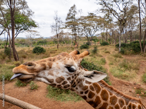 Africa