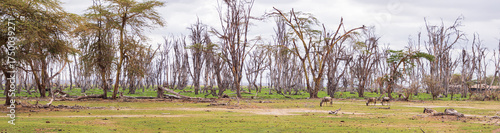 Africa
