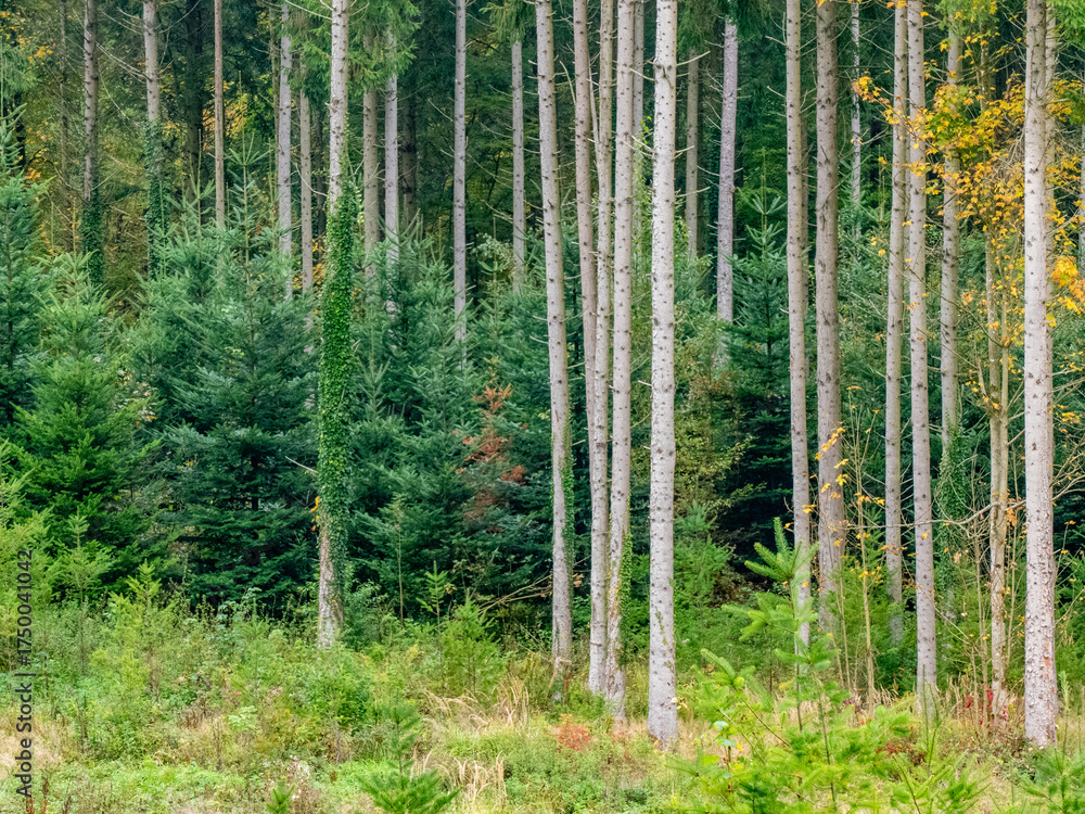 Naklejka premium Wiederaufforstung im herbstlichen Mischwald