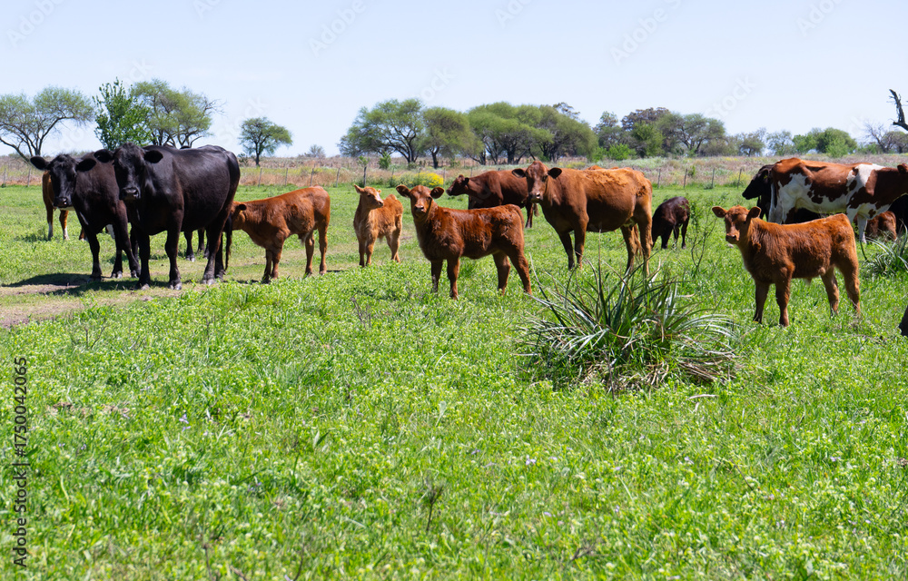 Fototapeta premium cattle in an Argentine farm field