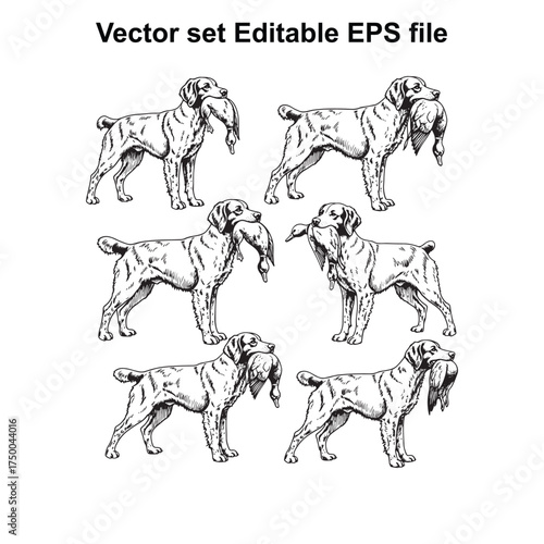Vector art of set of six vector illustrations of dogs holding game in their mouths, , editable eps file format for easy customization and use in various design projects