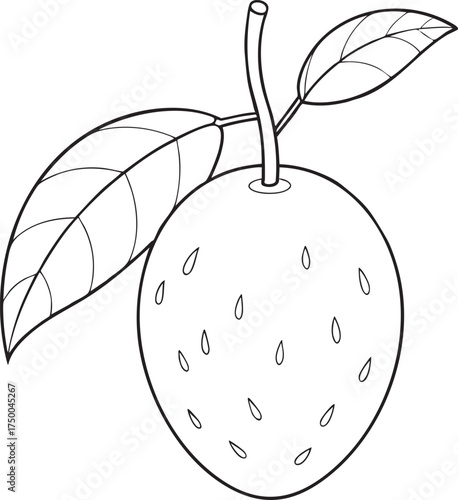 Detailed outline drawing of sapodilla fruit with two leaves and stem elegant botanical sketch for creative artwork