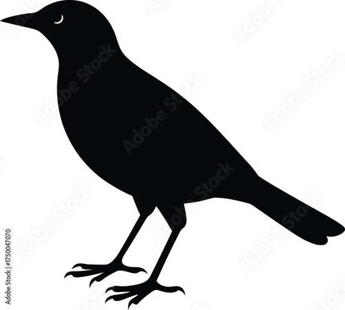 Common Myna Silhouette In Warm Golden Hour Scene Vector illustration