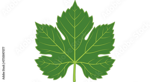 Goalkeeper gloves and soccer ball illustration