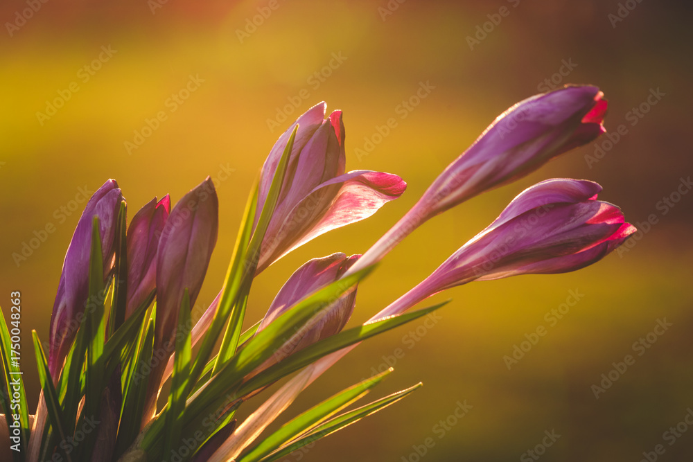 Fototapeta premium the first spring flowers at sunset